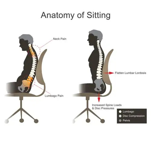 anatomy of sitting